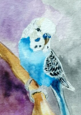 Watercolor Parakeet Budgie ACEO ATC miniature bird painting