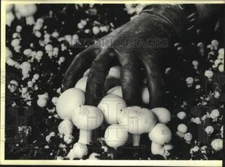 1988 Press Photo Mushroom picking at Moonlight Mushrooms mine in Pennsylvania