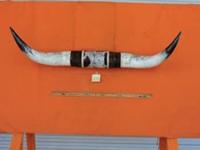 MOUNTED STEER BULL  HORNS 4' 9" tip to tip #295  COW BULL HORN LONGHORN 17" Base