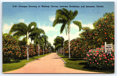 #ad VINTAGE POSTCARD ORANGE FRUIT GROVE PALM TREES FLORIDA GULF COAST ROAD SIGN $3.99