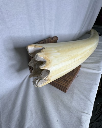 Pirates of the Caribbean, Dead Man's Chest, Tusk, Full Size, Resin - Picture 9 of 12