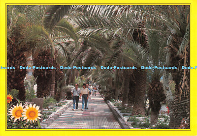 D116854 Islas Canarias. Paseo de las Palmeras. Sol y Nieve. J. R. Anibarro H