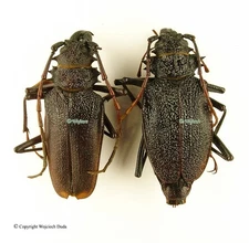 Psalidognathus vershinini - Pair, M +45mm, F 40-50mm, nice and rare