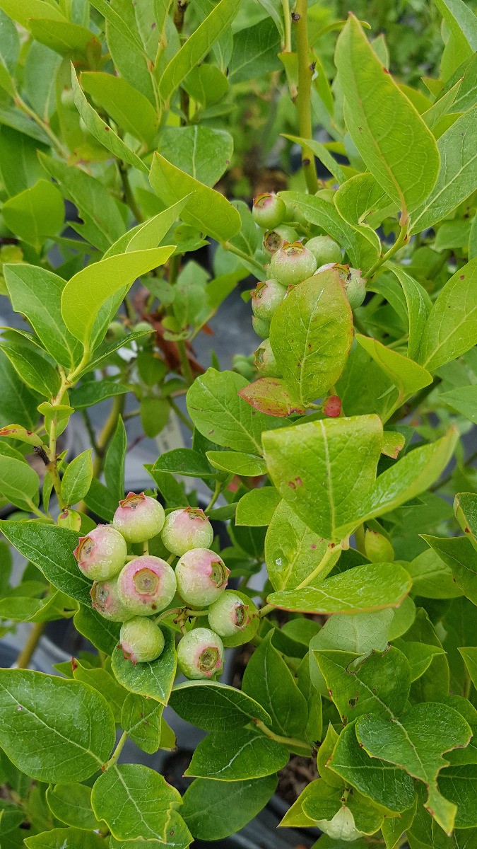 Myrtillier Ivanhoe en pot pour cultiver facilement des fruits bio chez soi