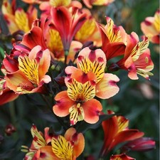 Alstroemeria Indian Summer Paradise  LARGE Plug Plants Pack x3