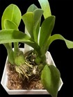 Liparis grossa Liparis Potted Flowering Orchid Orange Flowers Taiwan Origin — photo 2