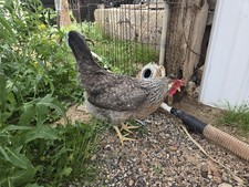 6 Crested Cream Legbar autosex 