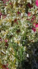 Organic Freshly Dried  Moringa Oleifera loose flowers