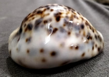Cypraea Tigris 69 mm GEM  "UNUSUAL dorsal pattern HYPER CALLOUS body WOW!
