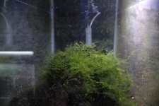 Java Moss - Live Aquarium Plant for Freshwater Tanks, Shrimp  Fry Habitat