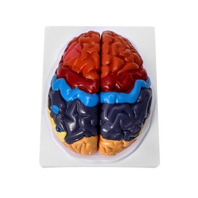 Anatomisches Gehirn Modell 2-teilig PVC Lernwerkzeug Medizin Wissenschaft
