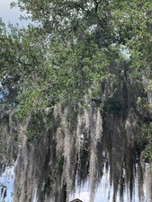 1 Gallon Bag 12 oz Fresh Orlando LIVE SPANISH MOSS, Crafts/Arrangements/Mulch