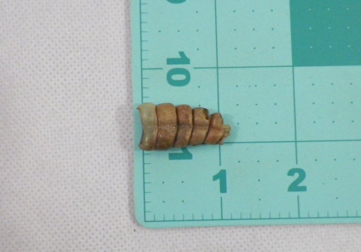 Rattlesnake Rattle (115) Snake Tail Guitar Good Luck Charm, Crafts