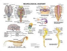 Equine Neurological Wall Chart  #14  LFA #2549 Horse 