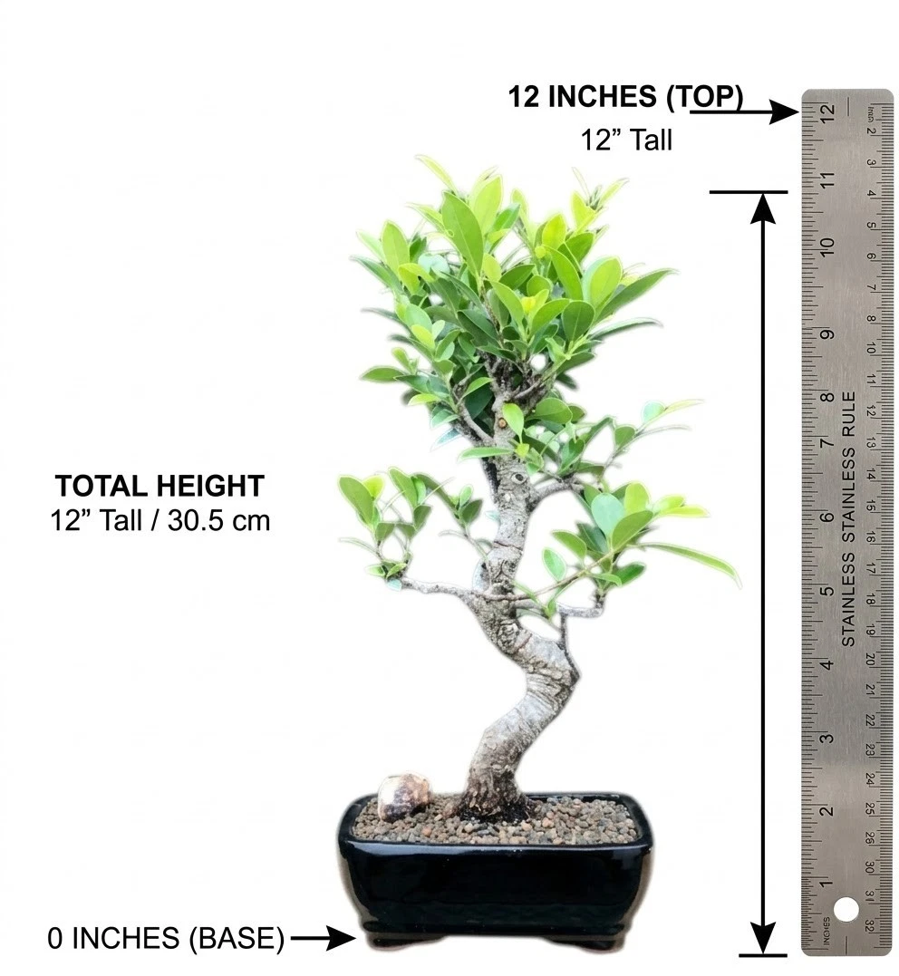 humus bonsai Bonsai Soil – Bonsai Bar main image 0