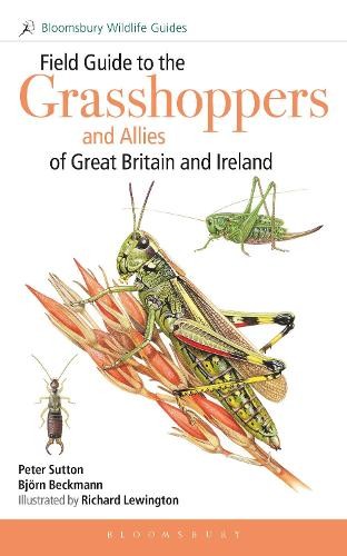 Field Guide Grasshoppers & Allies Gb/ire - Image 3