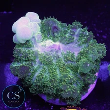 CS CS NEW RELEASE GHOST JUNGLE BOUNCE MUSHROOM - WYSIWYG LIVE CORAL