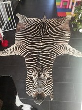 Großes Zebrafell XL - Südafrika Zebra Deko Teppich guter Zustand - 295x210 cm