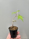 Beautiful Japanese Maple For Mame Or Shohin Bonsai — photo 6