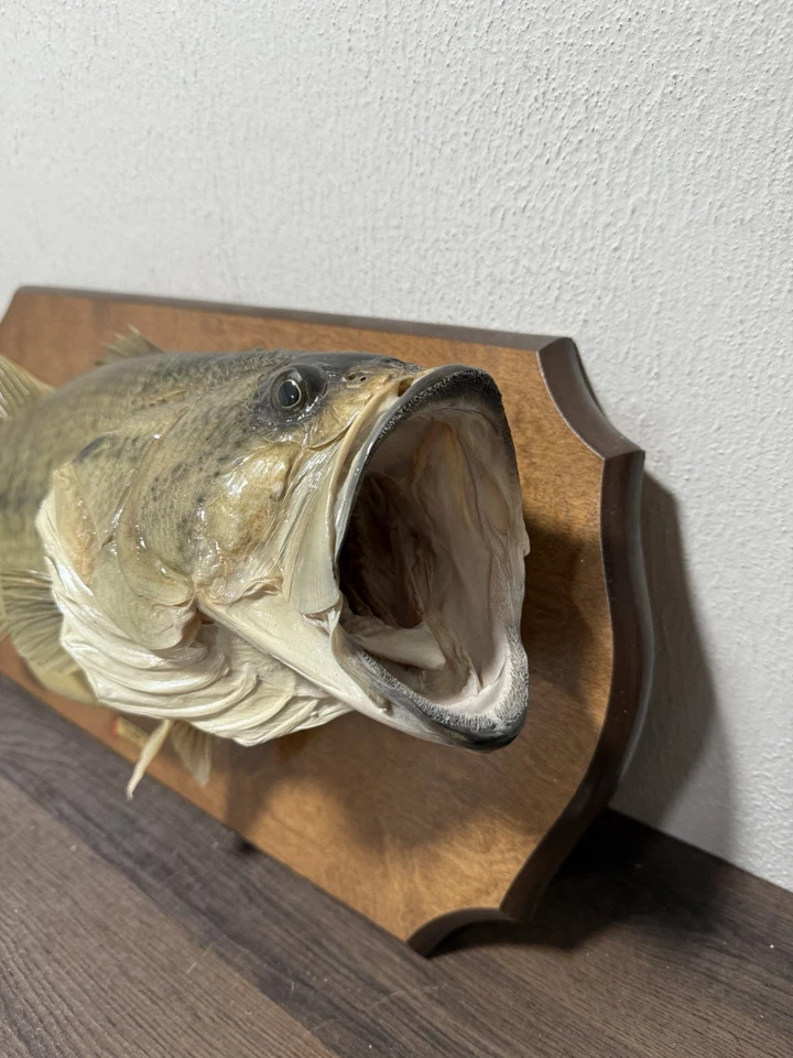 Vintage Largemouth Bass 21” Taxidermy Real Skin Fish Wall Mount Rustic Man Cave - Image 2 of 4