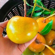 Mango Gold Persimmon Grafted Plant Fruit Tree Tropical Thailand Tall 18 inchs