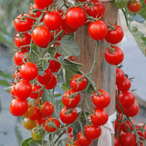 Tomato Seeds 30+ Varieties Shirley Moneymaker Roma Cherry Mountain Magic Micro - Picture 51 of 86