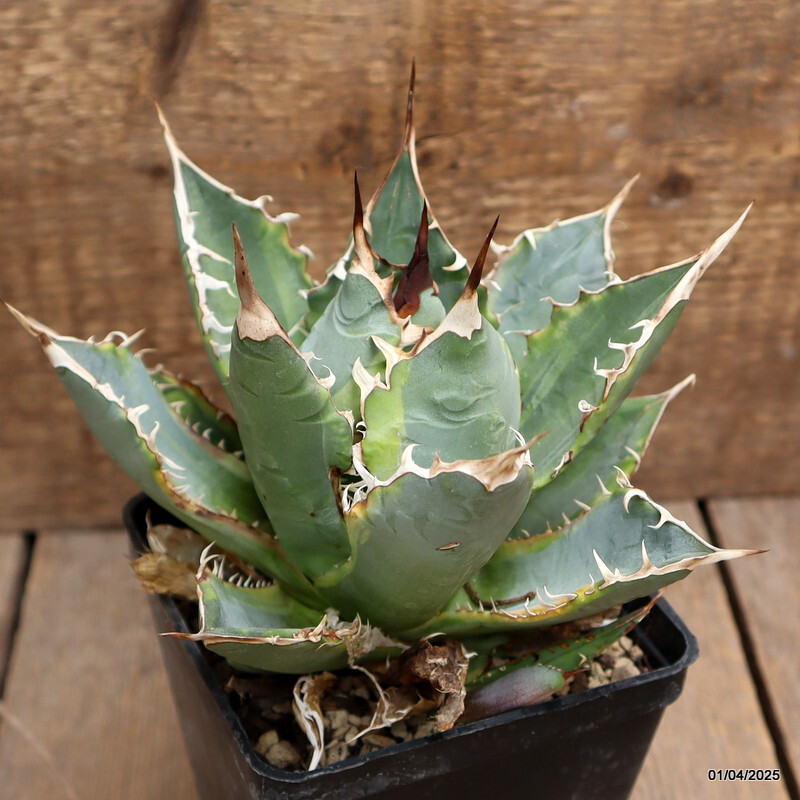 D2606 AGAVE TITANOTA VARIEGATED pot10-H12-W16 cm MaMa Cactus | eBay