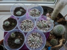 home grown baby cacti in pot (x2)