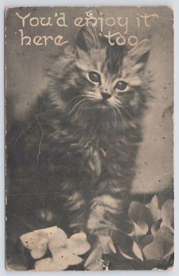 Animal~You'd Enjoy It Here Too~Little Kitten Sits With Flowers~B&W Scene~PM 1915