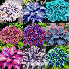 🌿300+Mixed HOSTA SEEDS – PERENNIAL OUTDOOR SHADE GARDEN PLANTING SEEDS