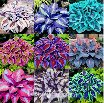 #ad 🌿300Mixed HOSTA SEEDS – PERENNIAL OUTDOOR SHADE GARDEN PLANTING SEEDS $5.99
