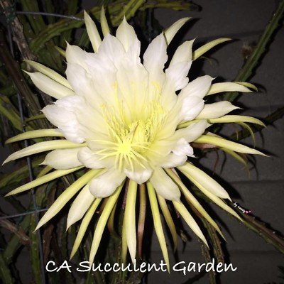 rabbit ear cactus Buy Bunny Ear Cactus Red  Cute and Colorful for 99
