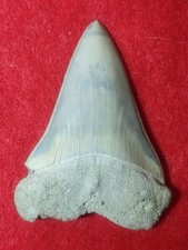 2.0" Isurus hastalis Extinct Mako Shark Pungo River FM Pliocene Beaufort Co. NC