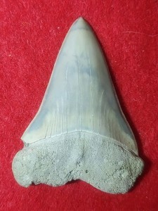 2.0" Isurus hastalis Extinct Mako Shark Pungo River FM Pliocene Beaufort Co. NC