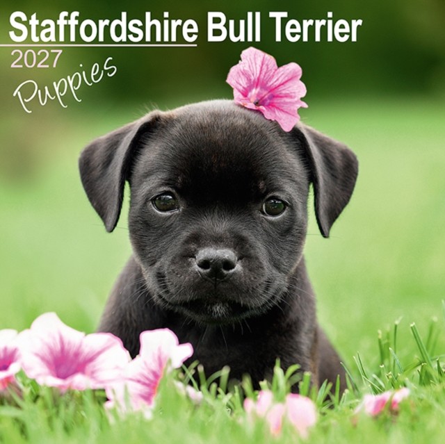 Staffordshire Bull Terrier Puppies - Image 2