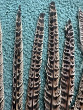 Ring Neck Pheasant Tail Feathers