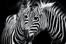 64198 Zebra Wall Decor Print Poster