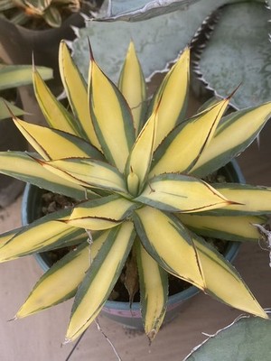 Agave Burnt Burgundy medium-variegated RareSucculent Agavaceae Home Garden 7-9CM
