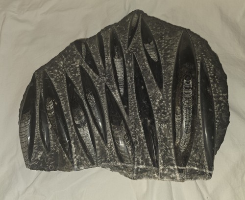 Orthoceras Polished Fossil Plate 10+