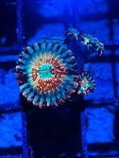 CE- WYSIWYG Seduction  Zoa Zoanthid Frag Live Coral LPS SPS #R1GC9