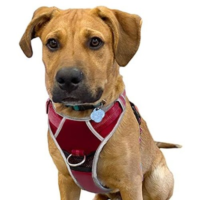 dog pull philippines