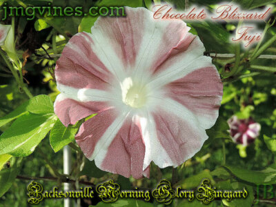 The Purple of Mt. Fuji | Jacksonville Morning Glory Vineyard