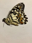 Real Dried Insect/Butterfly Non set B 2890 Rare Large Papilio demoleus