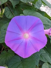 Ipomoea indica | Morning Glory | Blue Dawnflower | Oceanblue | 10_Seeds