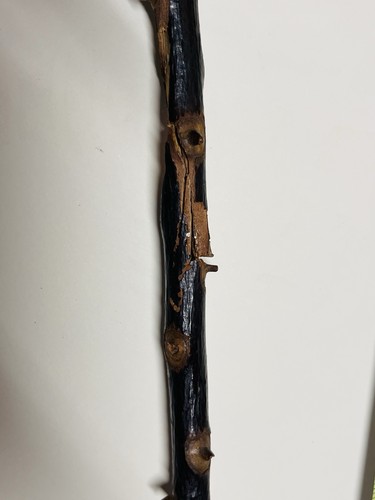 Antique Irish Blackthorn Shillelagh Walking Stick. Folk Art Carved Dog Handle - Picture 9 of 19