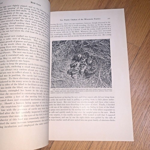 November - December 1929 BIRD LORE / Audubon Magazine - Picture 8 of 9