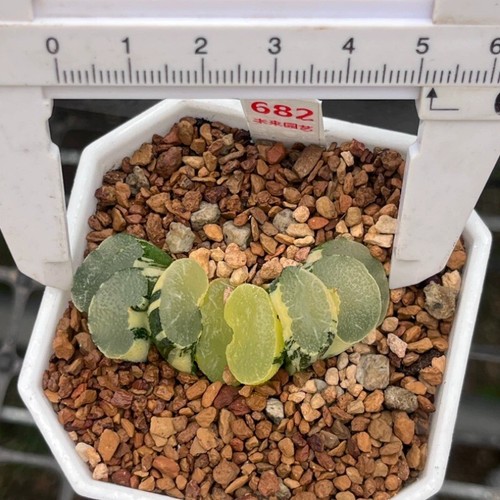 4-6CM Succulent Plant Haworthia Truncata Onawa Variegated(More)Home Garden Plant - Picture 5 of 12