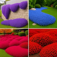 32000 Mix Creeping Thyme Seeds Ground Cover, Bright Red, Blue, Purple
