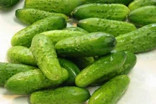 Cucumber seeds, 100 bee-pollinated cucumber Slavyanskiy, heirloom-885+TRACK №