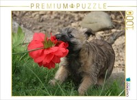 Calvendo Puzzle Cairn Terrier Puppy | 1000 Pieces, Finished Size 25.2 × 18.9 In
